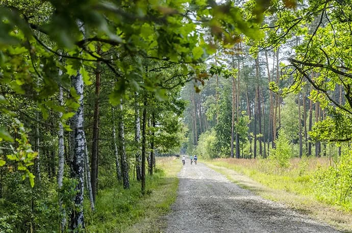 Lasy Janowskie trasy rowerowe: odkryj najpiękniejsze szlaki i atrakcje